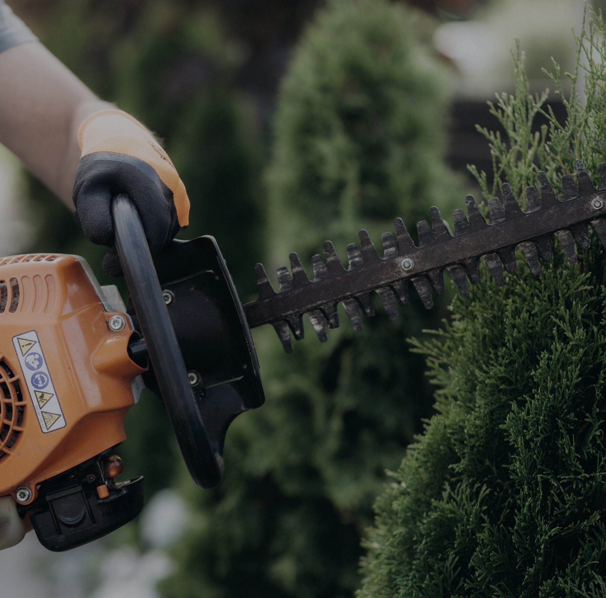 Hedge care