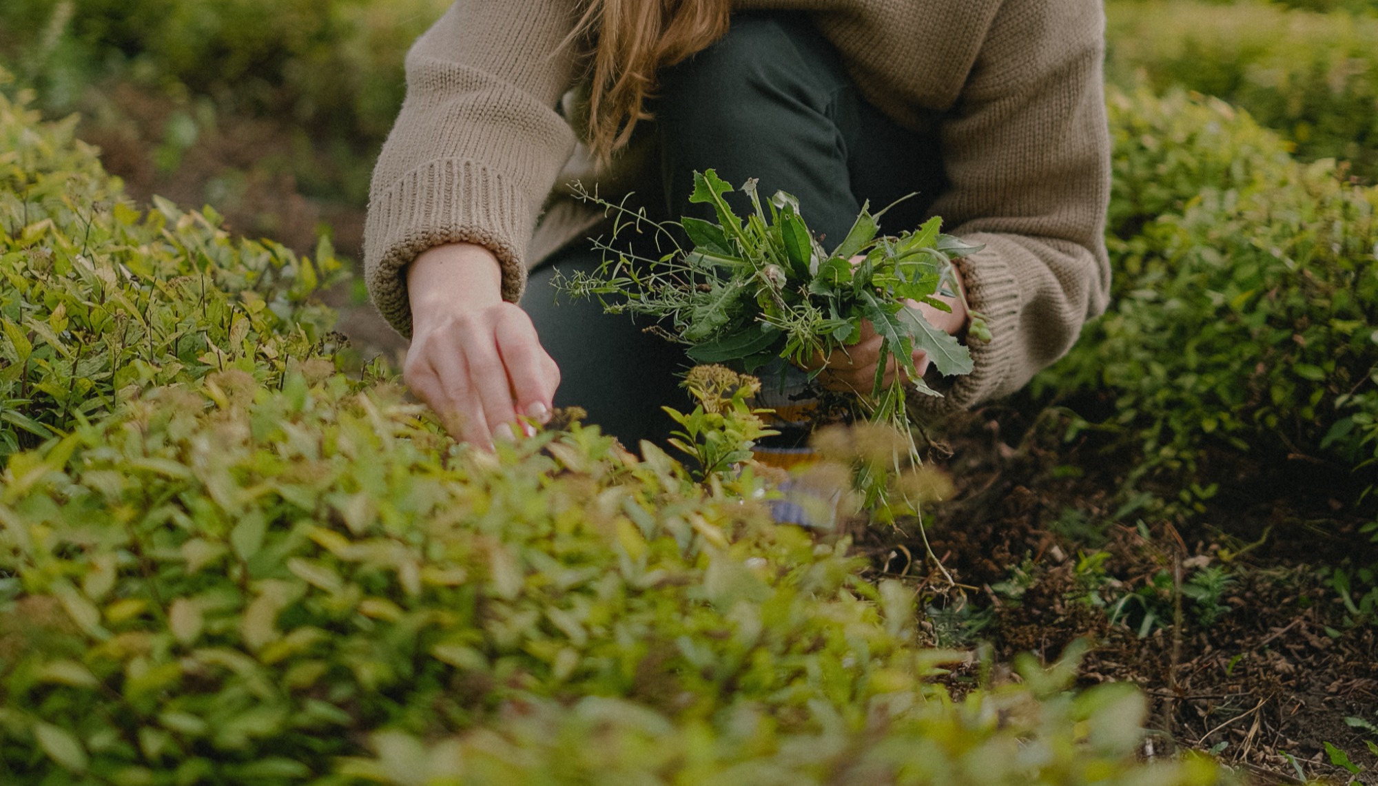 Weed control